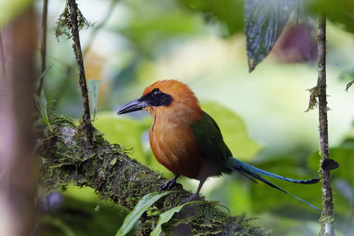 Rufous Motmot - ML642422049
