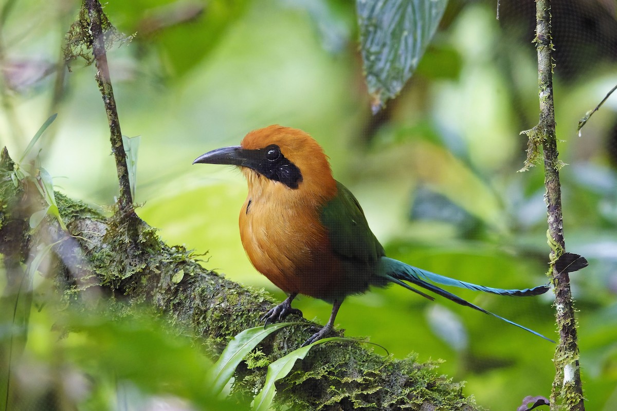 Rufous Motmot - ML642422052