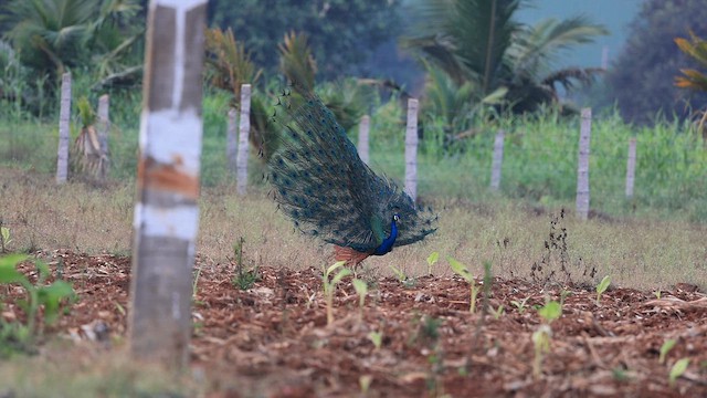 Paon bleu - ML642422074