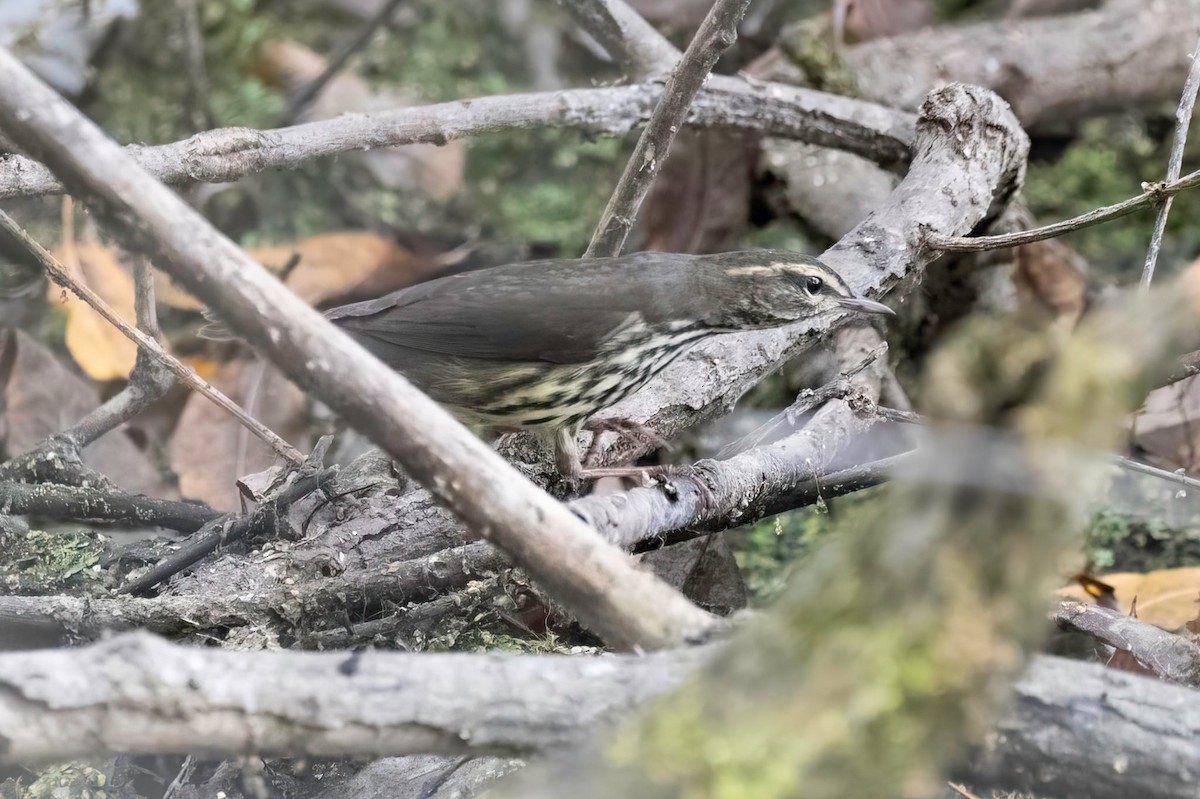 Northern Waterthrush - ML642422097
