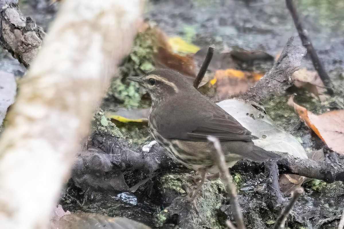Northern Waterthrush - ML642422098