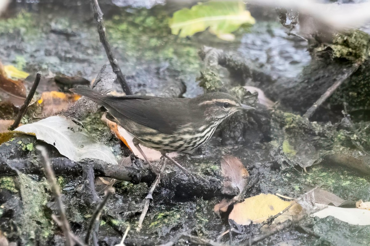 Northern Waterthrush - ML642422099