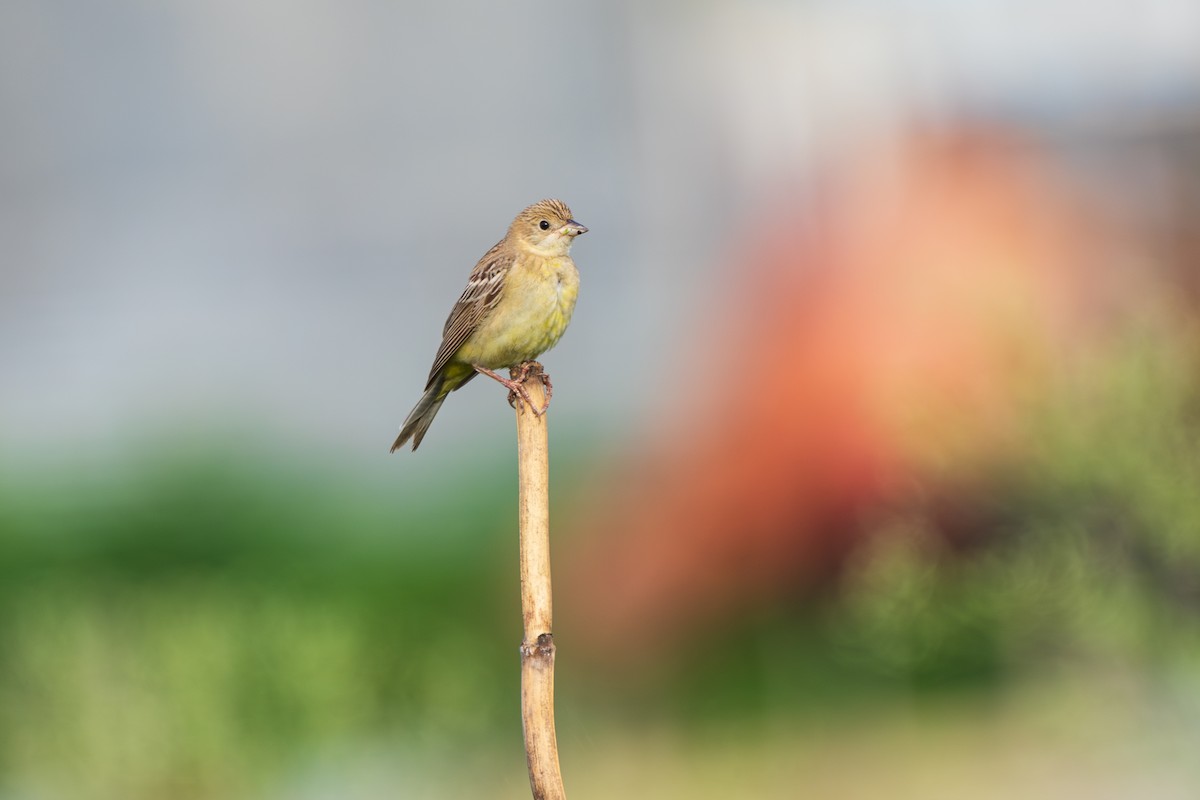 Black-headed Bunting - ML642422127