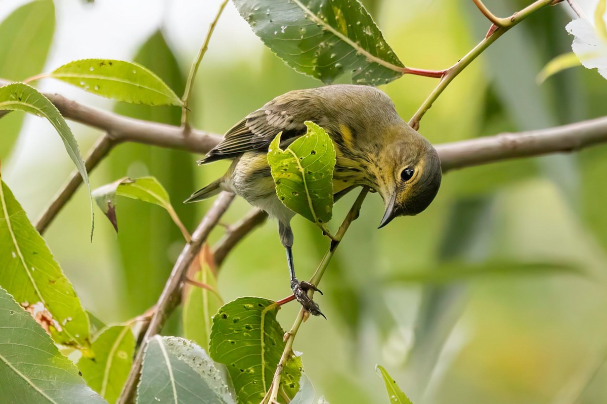 Cape May Warbler - ML642422153
