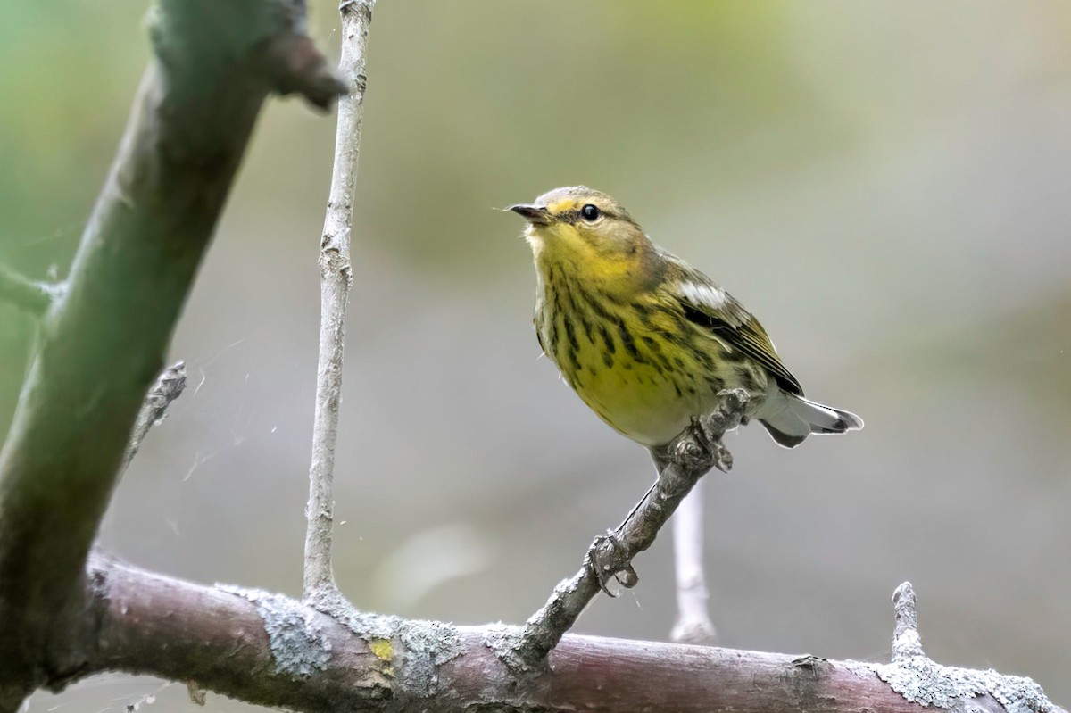 Cape May Warbler - ML642422154