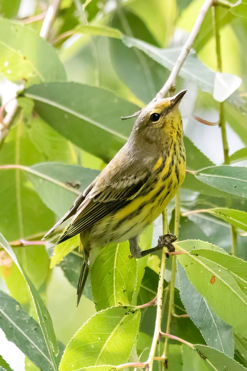 Cape May Warbler - ML642422162