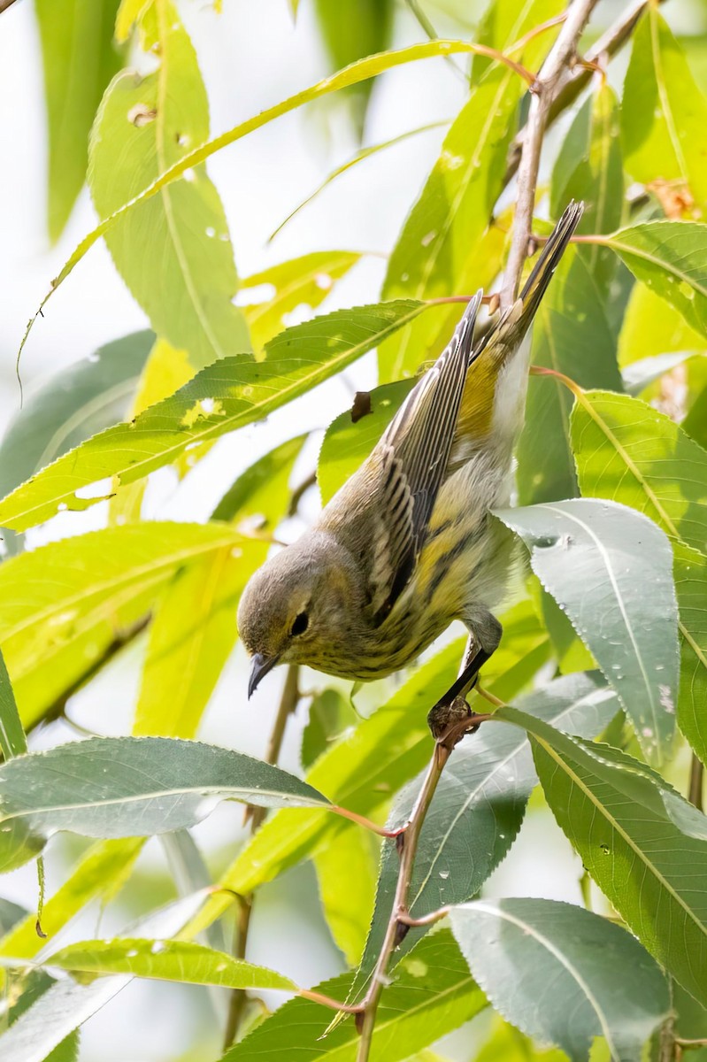 Cape May Warbler - ML642422163
