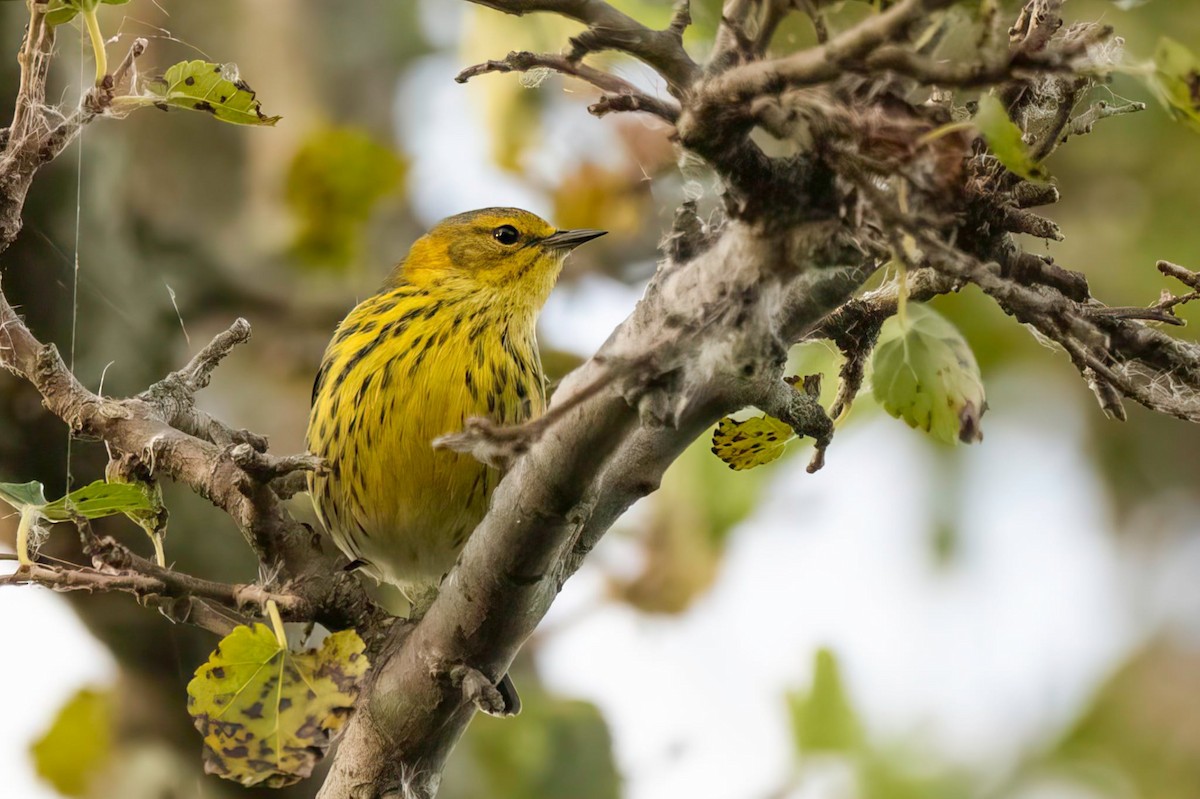 Cape May Warbler - ML642422164