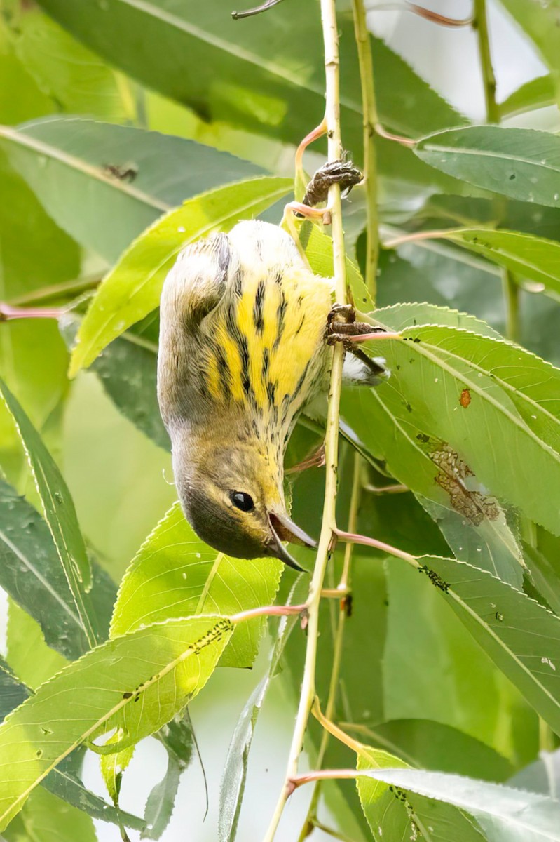 Cape May Warbler - ML642422165