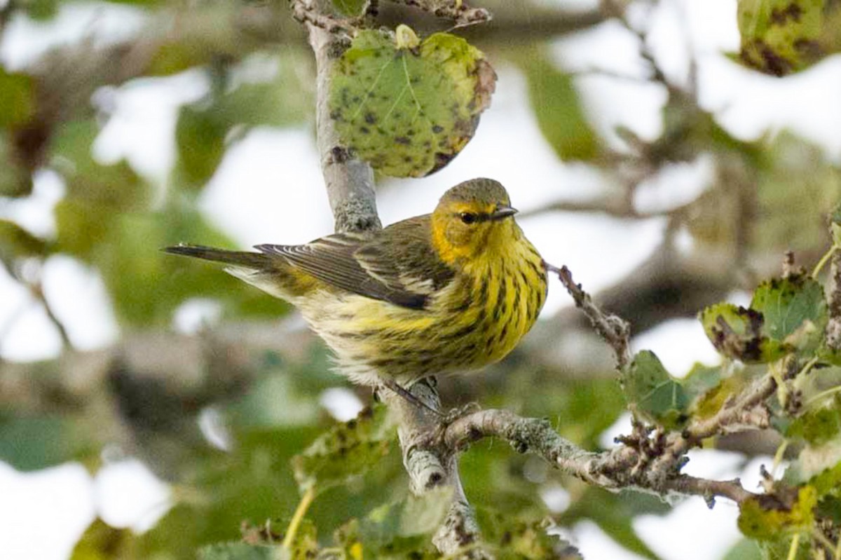 Cape May Warbler - ML642422166