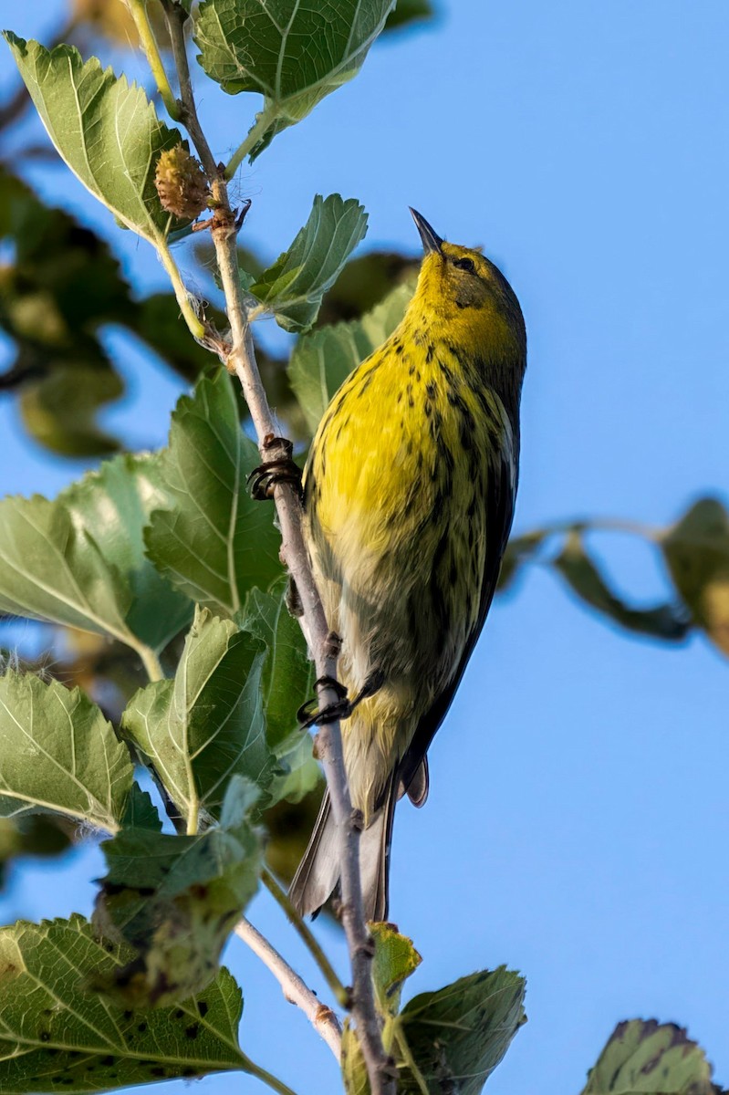 Cape May Warbler - ML642422167