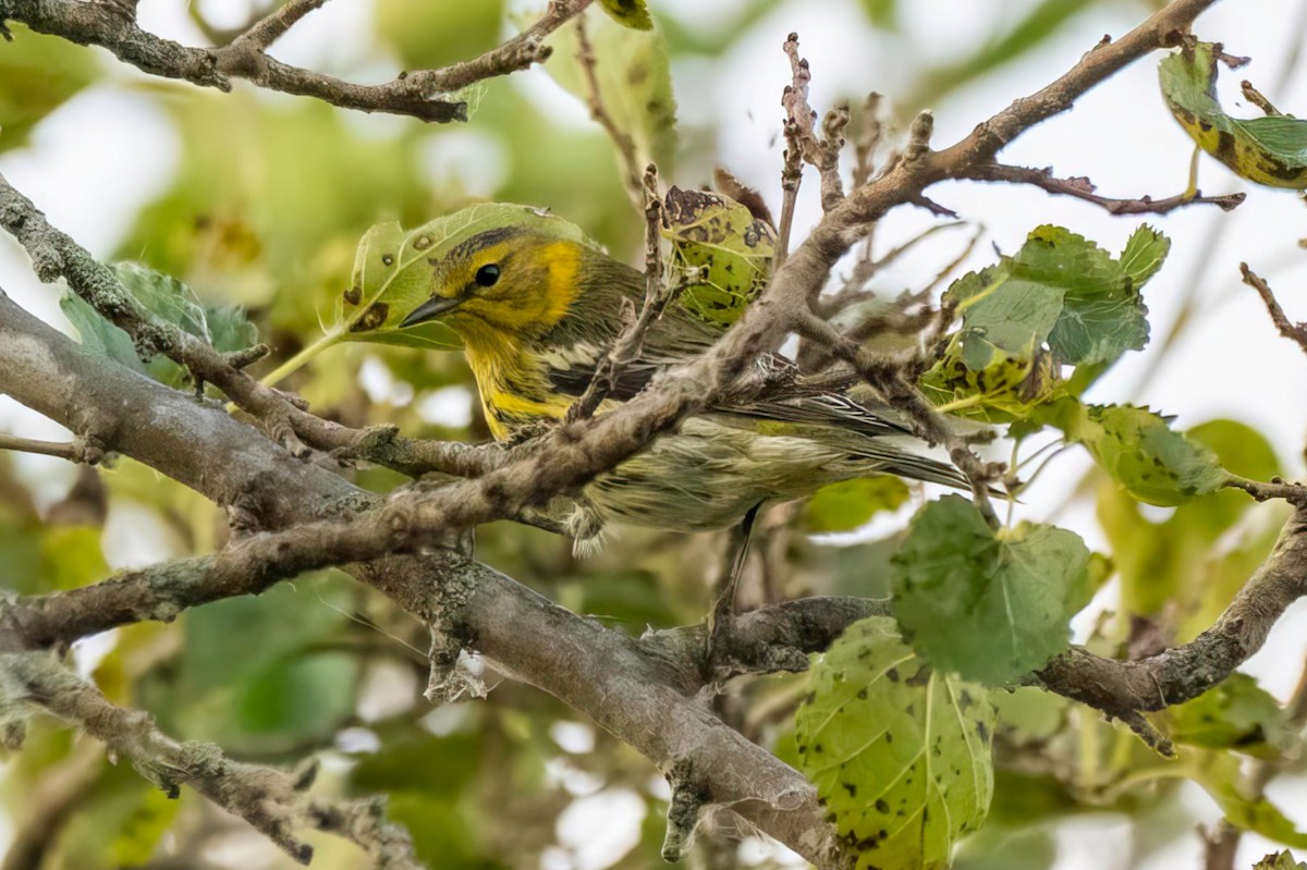 Cape May Warbler - ML642422168
