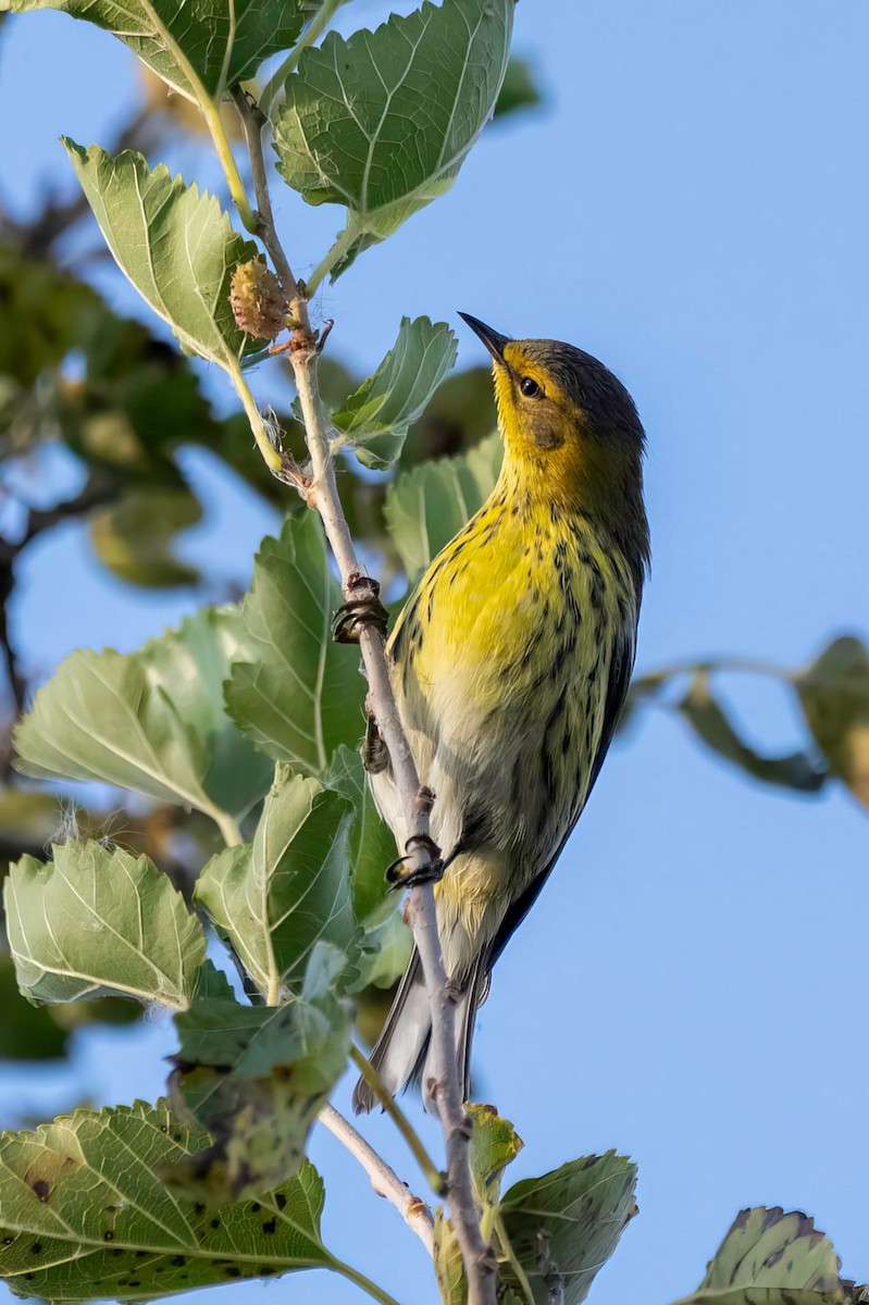 Cape May Warbler - ML642422169