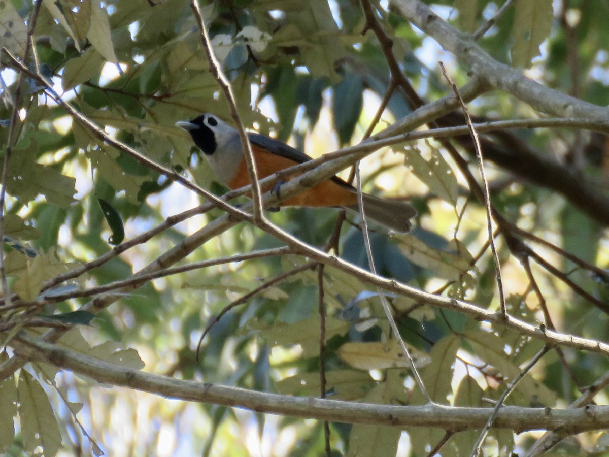Black-faced Monarch - ML642422170