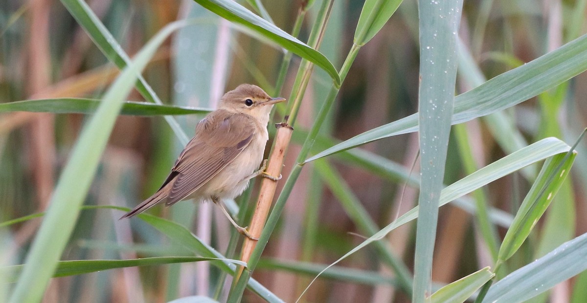 Marsh Warbler - ML642422175