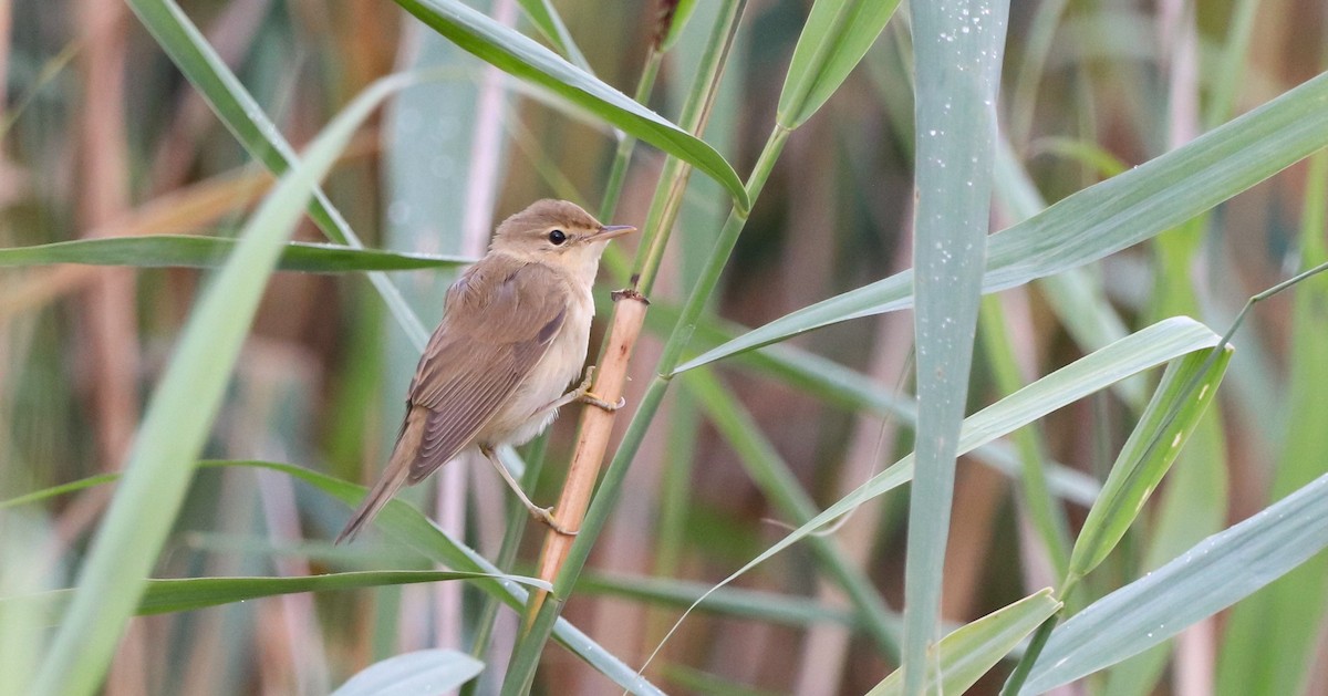 Marsh Warbler - ML642422177