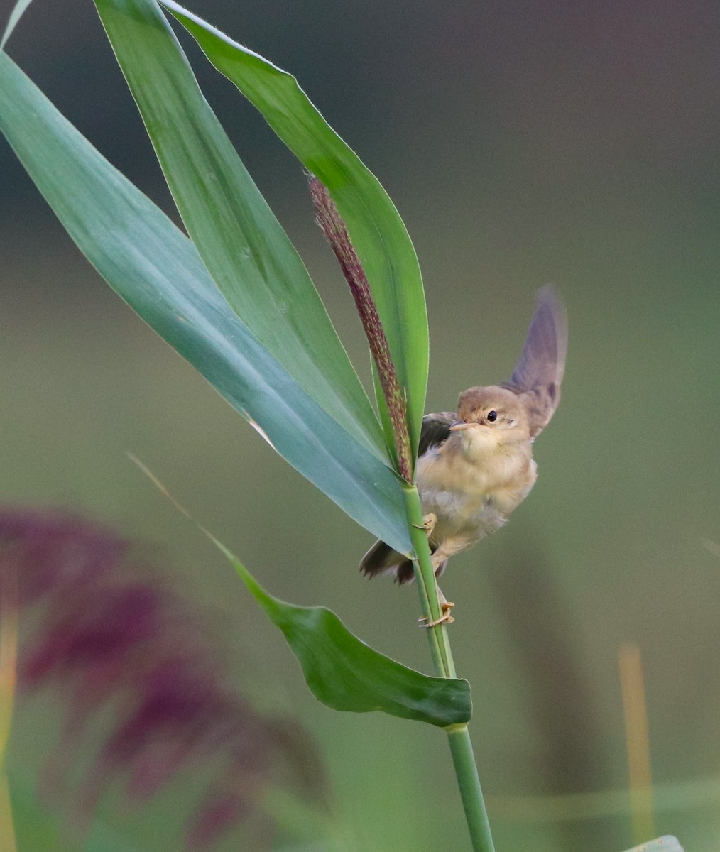 Marsh Warbler - ML642422180