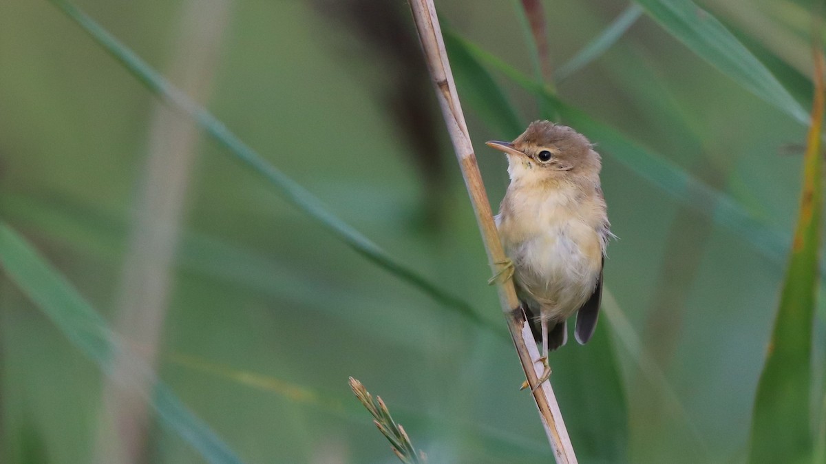 Marsh Warbler - ML642422182