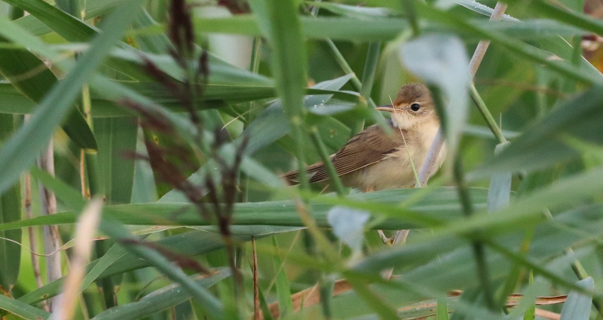 Marsh Warbler - ML642422183