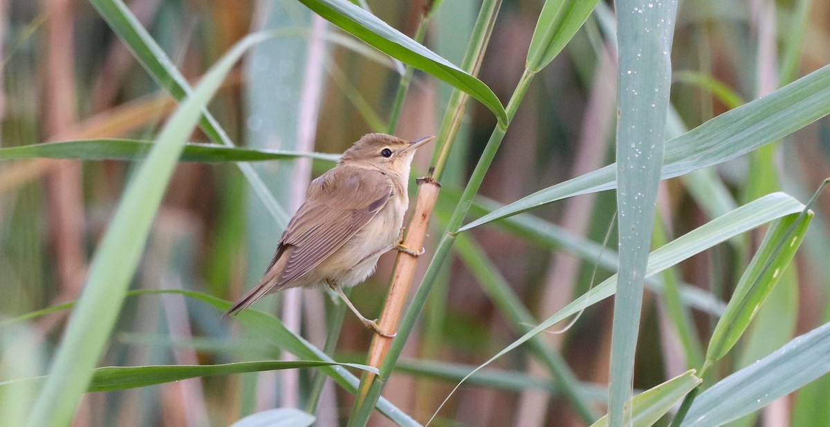 Marsh Warbler - ML642422184