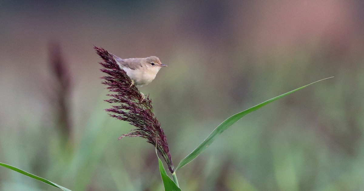 Marsh Warbler - ML642422185
