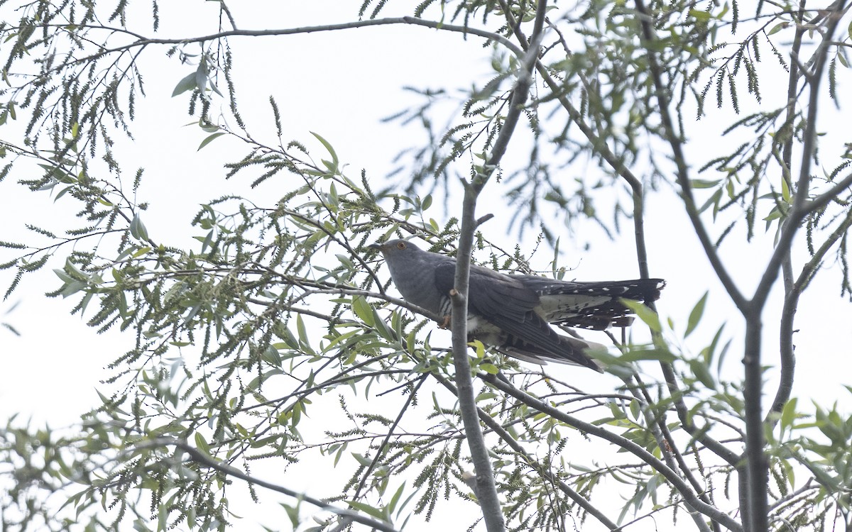 Common Cuckoo - ML642422198