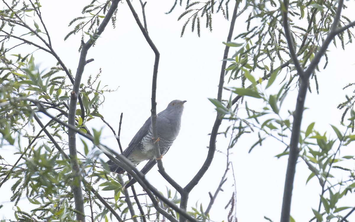 Common Cuckoo - ML642422199