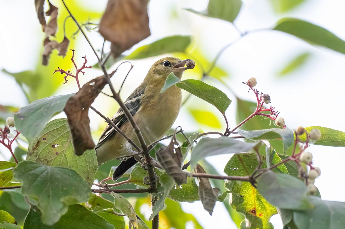 Bay-breasted Warbler - ML642422204