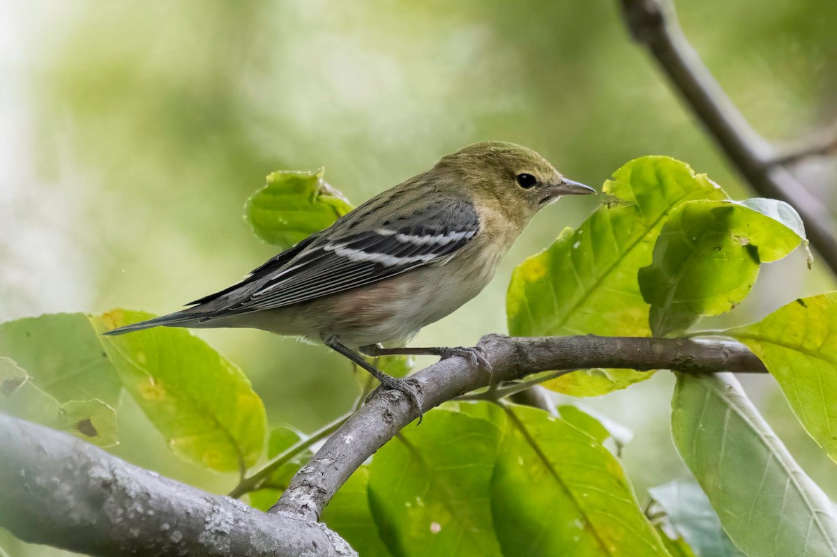 Bay-breasted Warbler - ML642422205