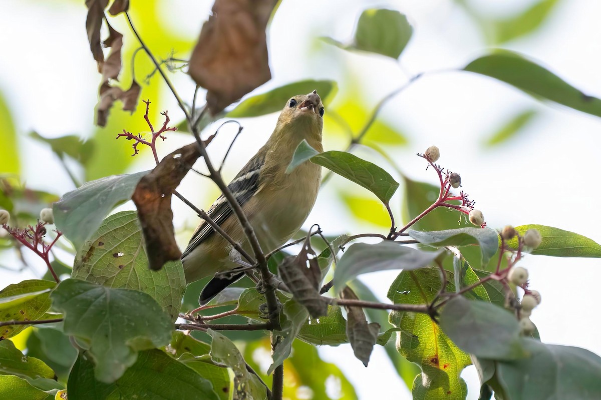 Bay-breasted Warbler - ML642422206
