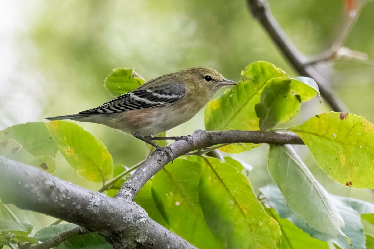 Bay-breasted Warbler - ML642422207