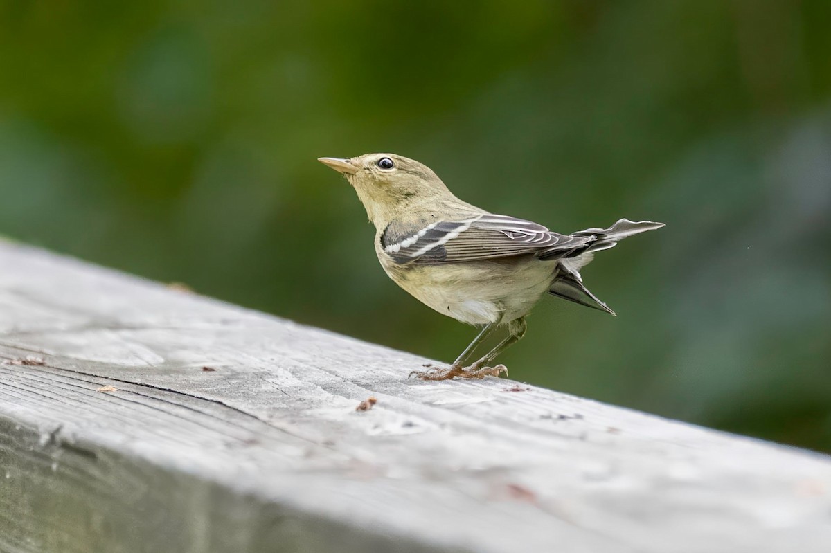 Blackpoll Warbler - ML642422222
