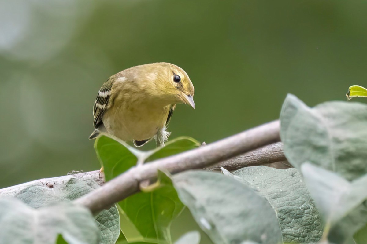 Blackpoll Warbler - ML642422223