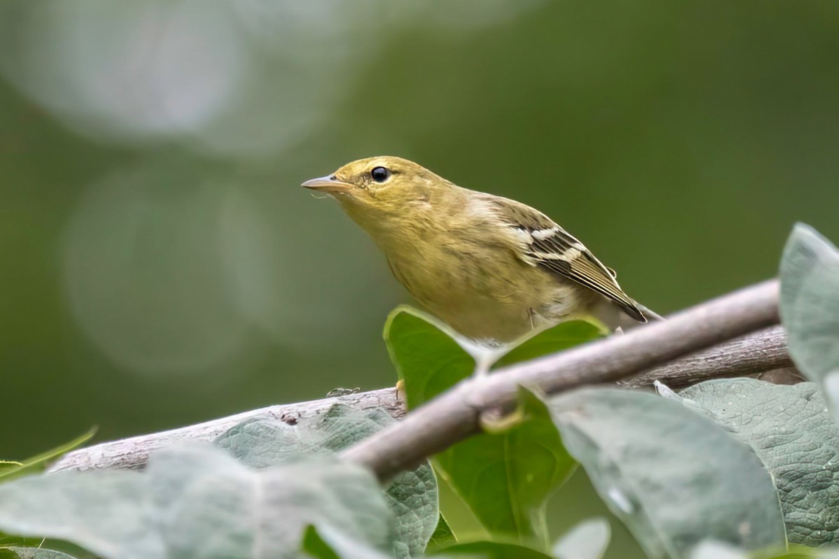 Blackpoll Warbler - ML642422224