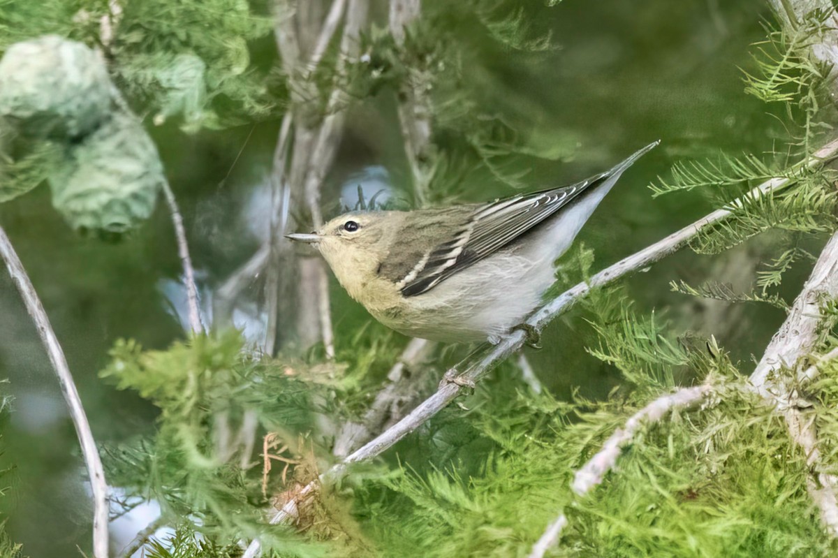 Blackpoll Warbler - ML642422225