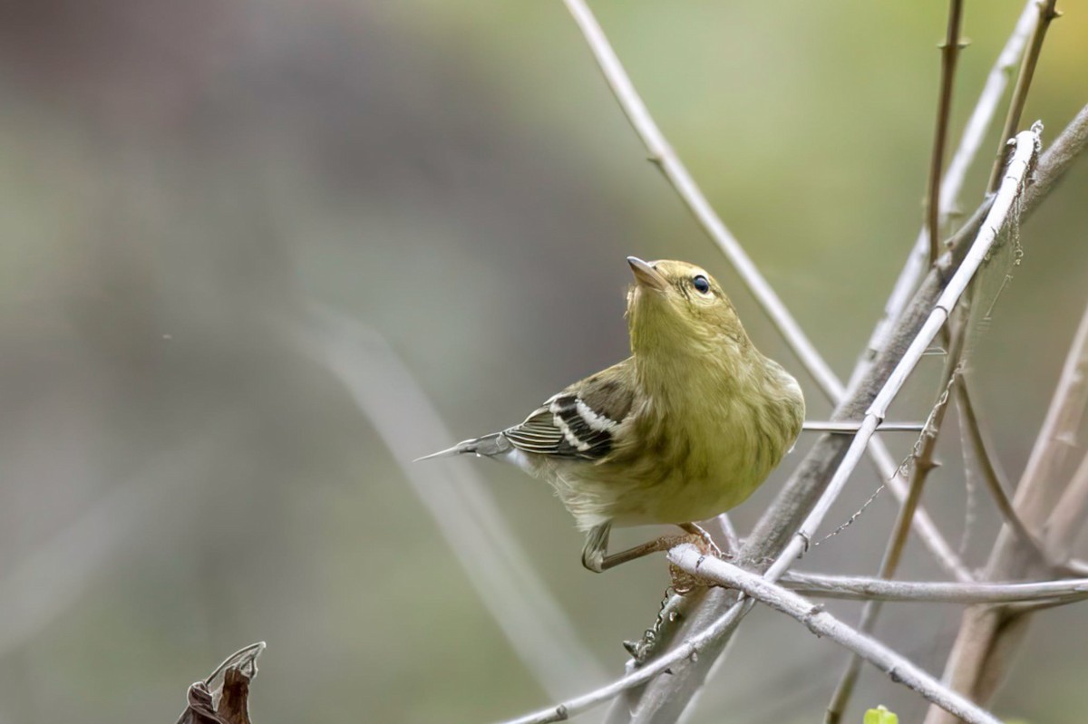Blackpoll Warbler - ML642422226