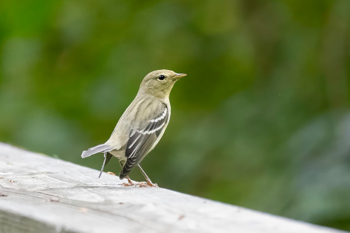 Blackpoll Warbler - ML642422227
