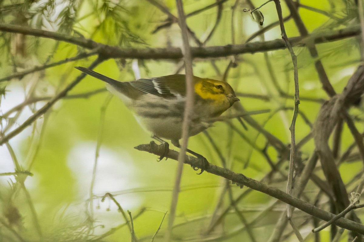 Black-throated Green Warbler - ML642422241