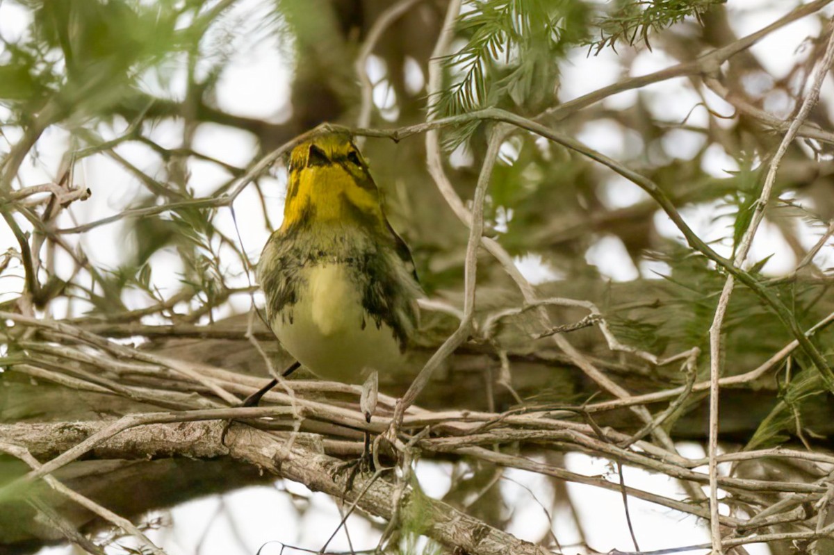 Black-throated Green Warbler - ML642422242