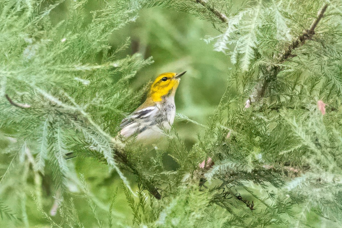 Black-throated Green Warbler - ML642422243