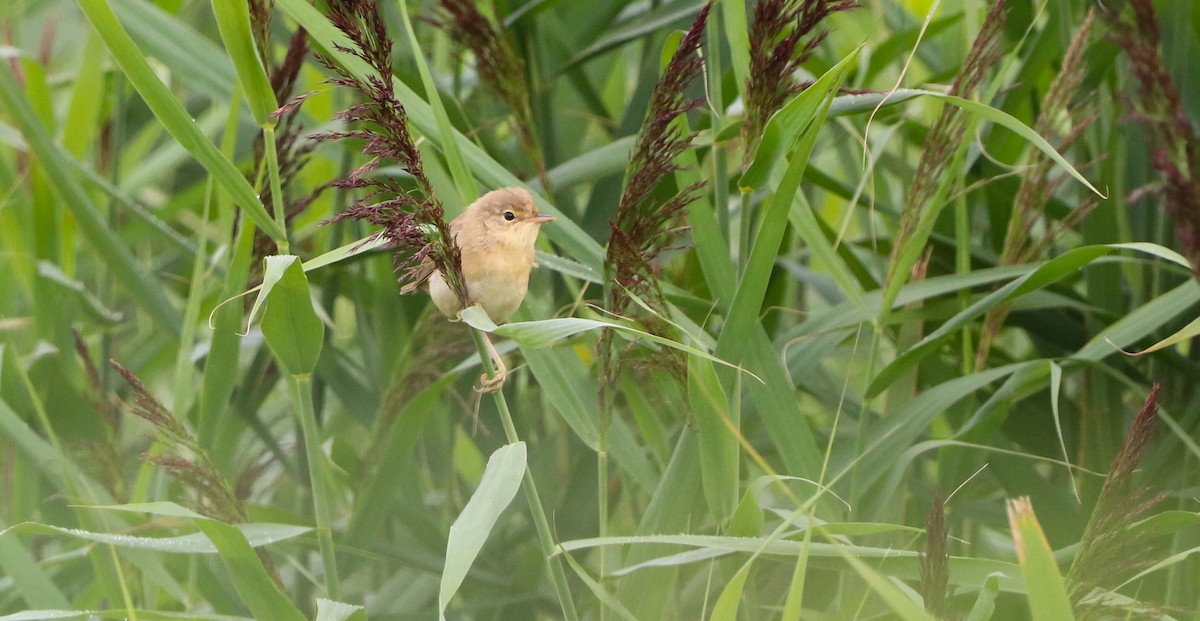 Marsh Warbler - ML642422245