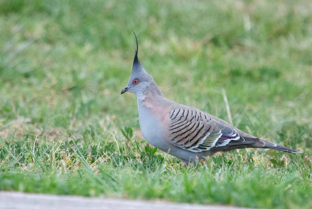 Crested Pigeon - ML642422257