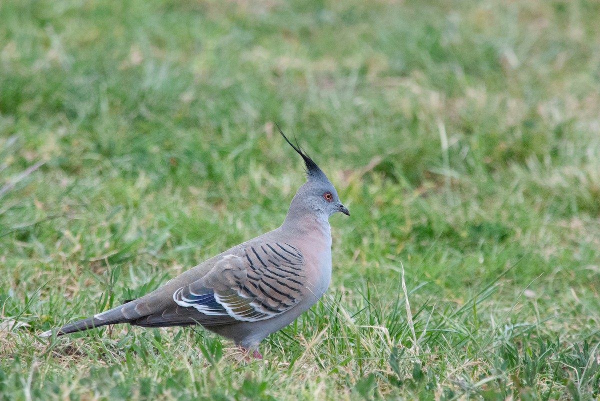 Crested Pigeon - ML642422258