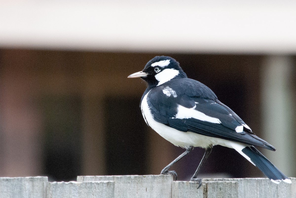 Magpie-lark - ML642422278
