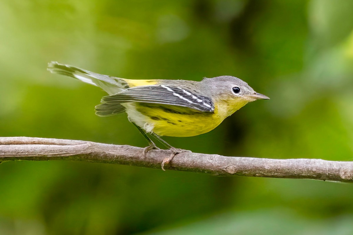 Magnolia Warbler - ML642422280