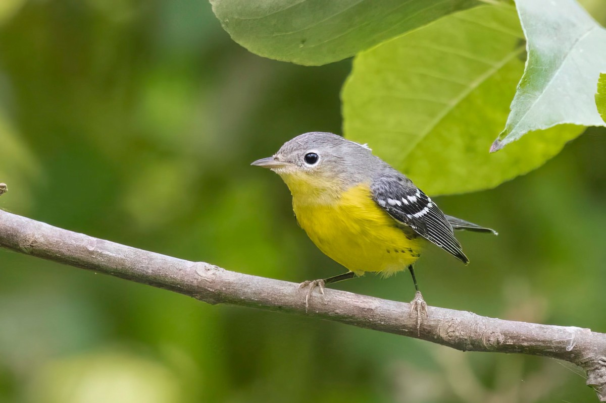 Magnolia Warbler - ML642422281