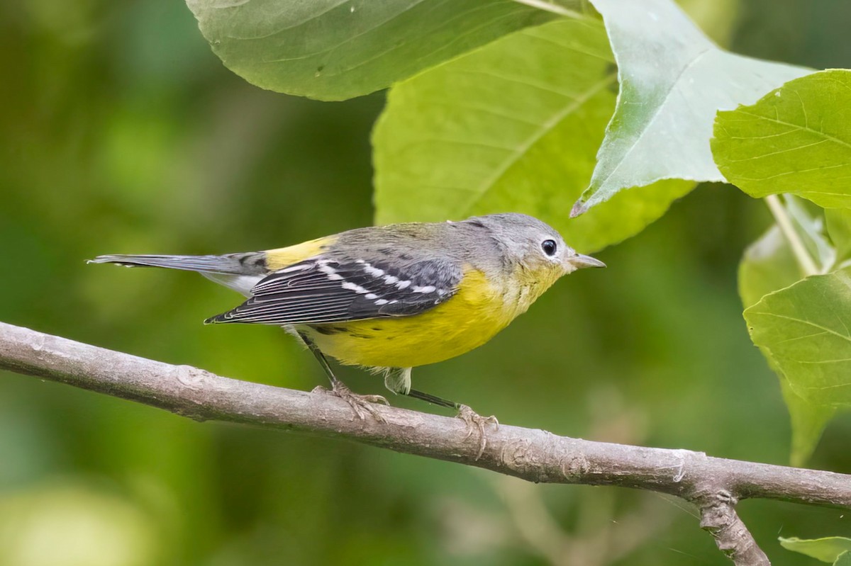 Magnolia Warbler - ML642422283