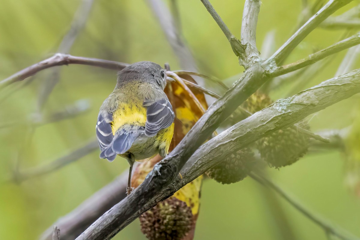 Magnolia Warbler - ML642422284