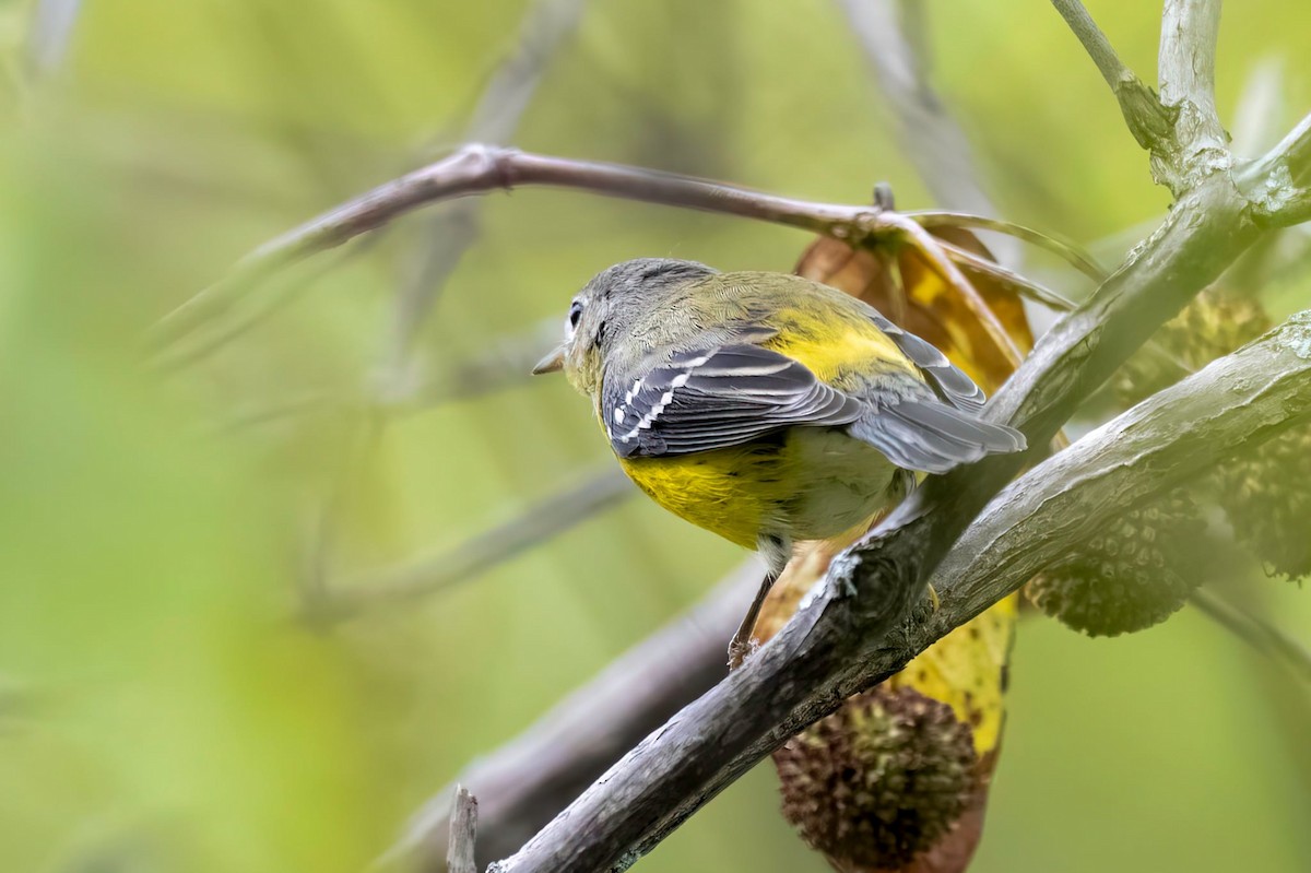 Magnolia Warbler - ML642422285
