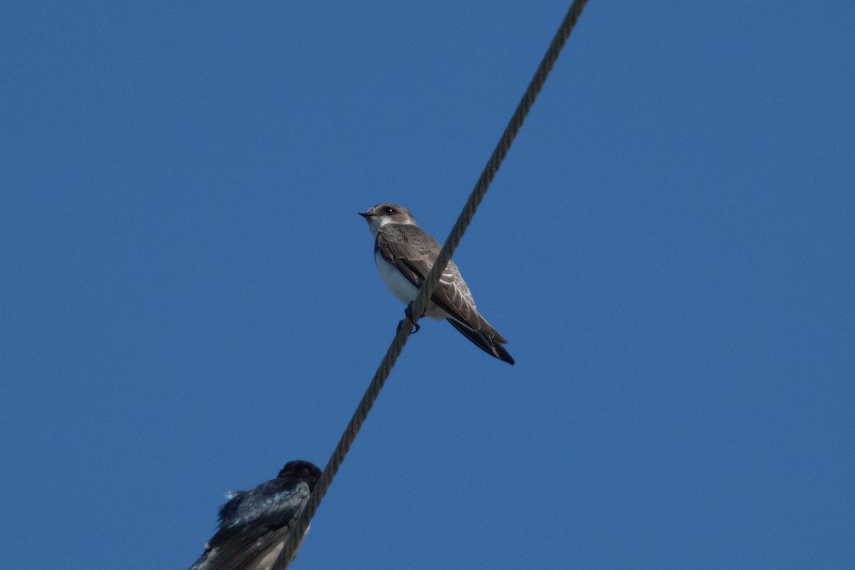 Bank Swallow - ML642422294